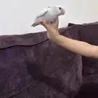 روز نهاية غر