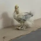 صيصان براهما كولمبي فاخر