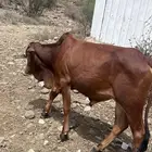 حسيل للبيع