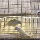 زوج روز اينو منتج شرط