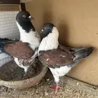 حمام كنق تم البيع