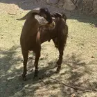 تيس ثني فحل احص