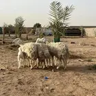 للبيع حريات