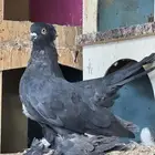 حمام راقص
