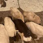 بربري للبيع