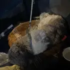 كلب نضيف جدا جدا للتبني ضروري