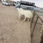 طليان صنف جذعان وثني مشروطه الموقع الطايف للتواصل