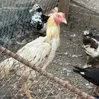 ديك باكستاني