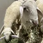 بيع غنم
