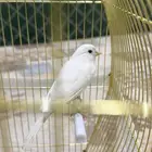 للبيع ذكر كناري آبيض تغريد حريقه