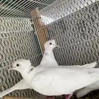 جوزياكريم كلرهدمعاعياله