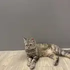 قطط للتبني