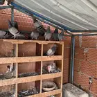 حمام حرمي للبيع