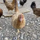 دجاج بلدي