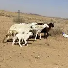 شياه دفيع على السونار وحده منهن والد