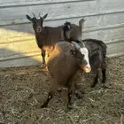 معز غزم العداد ثنين معزه وثلاثه تيوس ودفيع المعزه