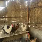 دجاج الوحدة 30