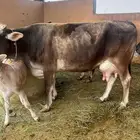 بسم الله ما شاء الله بقرة جريسي