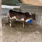 بقره جرسيه للبيع