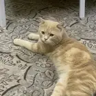 قط ذكر عمره سنه لتبني