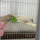 عنك