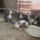 صوص فيومي للبيع