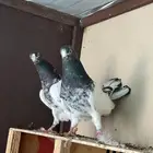 جوز تيدي