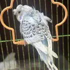 طير حب هوقو للبيع