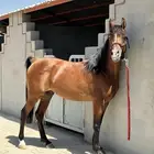 خيل