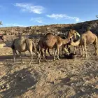 للبيع 10 من الابل