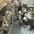 يوجد قط شيرازي عمره سنه ومعها اولادها عمرهم شهرين للتبني