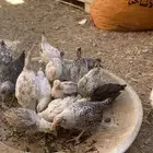 فروخ عمرهم شهرين واكثر شووي