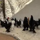 دجاج براهما