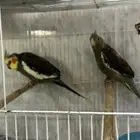 للبيع طيور كروان