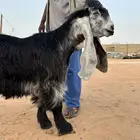 جذع عارضي صنف معرف