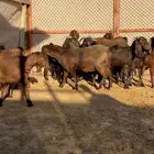 معزا 10 روس معزا قبرصيات فواخر صنف ( تم البيع )
