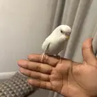 طير حب متدرب ما يعدض