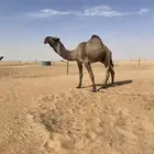 قعودكفوا سنه توه ثني علي جميع الشروط