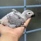 فرخ كاسكو غر انتاج محلي