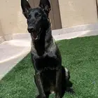 مدرب كلاب