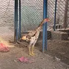 دجاج شامو يباني