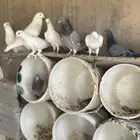 حمام للبيع زاجل وفرنسي حوالي 75جوز يزيد اوينقص 85 منتج