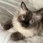 قطه للتبني