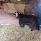 تيس فحل عارضي العلا