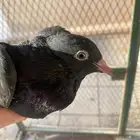 رام اسود بيووور