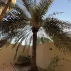 نخل غر ا وخلاص انتاج غزير وطيبات لوجه الله