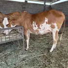 بقرة منتوج
