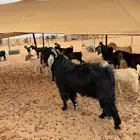 تيس فحل