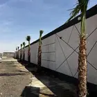 نخل واشنطني