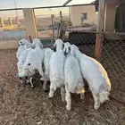 خرفان حري ومشاريك